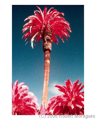 Red Palm 